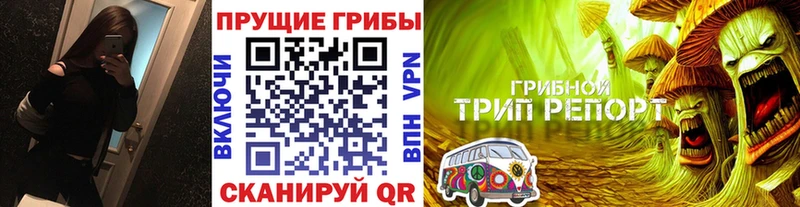 Купить закладки  Зверево  Галлюциногенные грибы Cubensis 